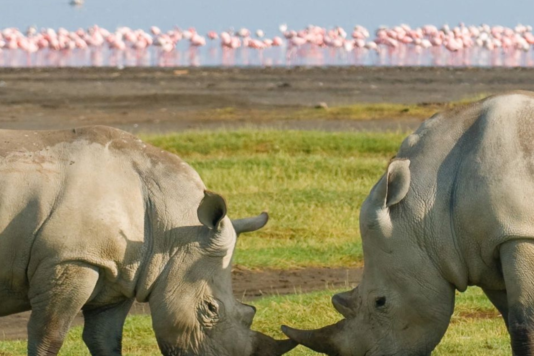 4x4 Kenya Self Drive in Lake Nakuru