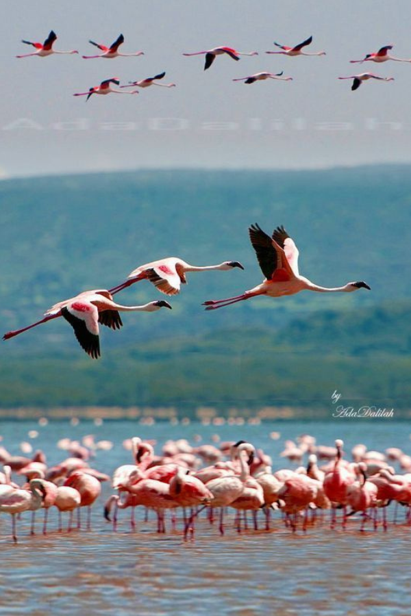 4x4 Kenya Self Drive in Lake Nakuru