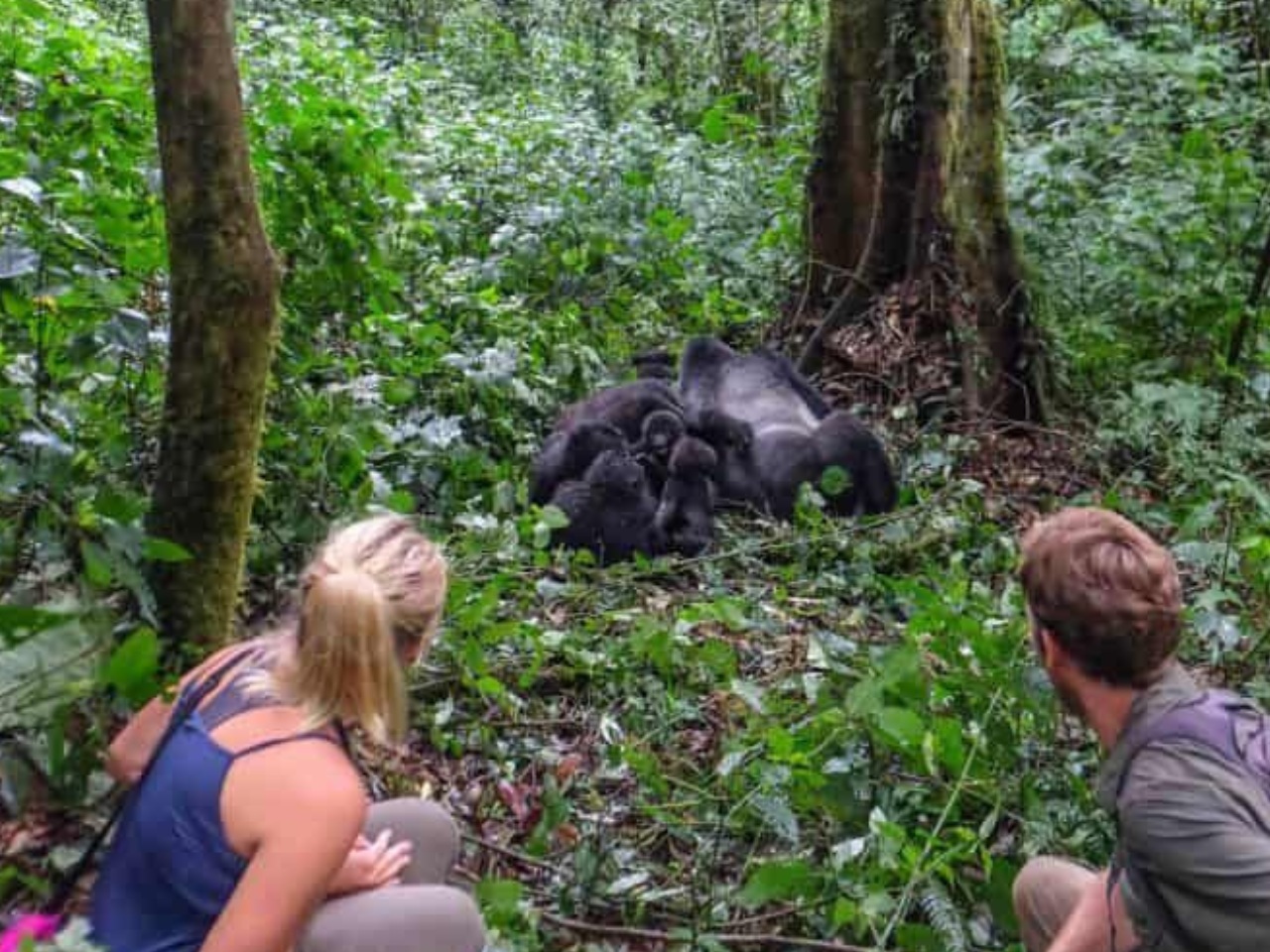 4x4 Kenya Self Drive - Uganda Mountain gorillas